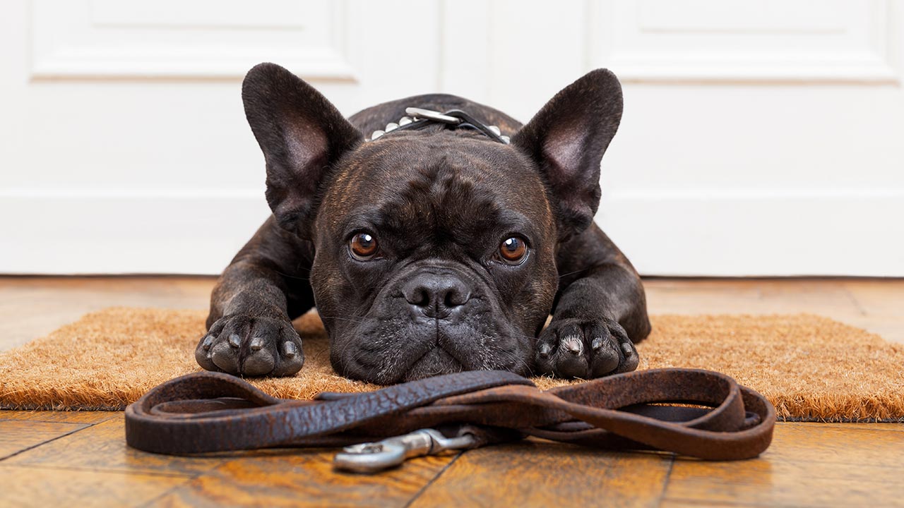 how-to-make-your-home-more-pet-friendly-door