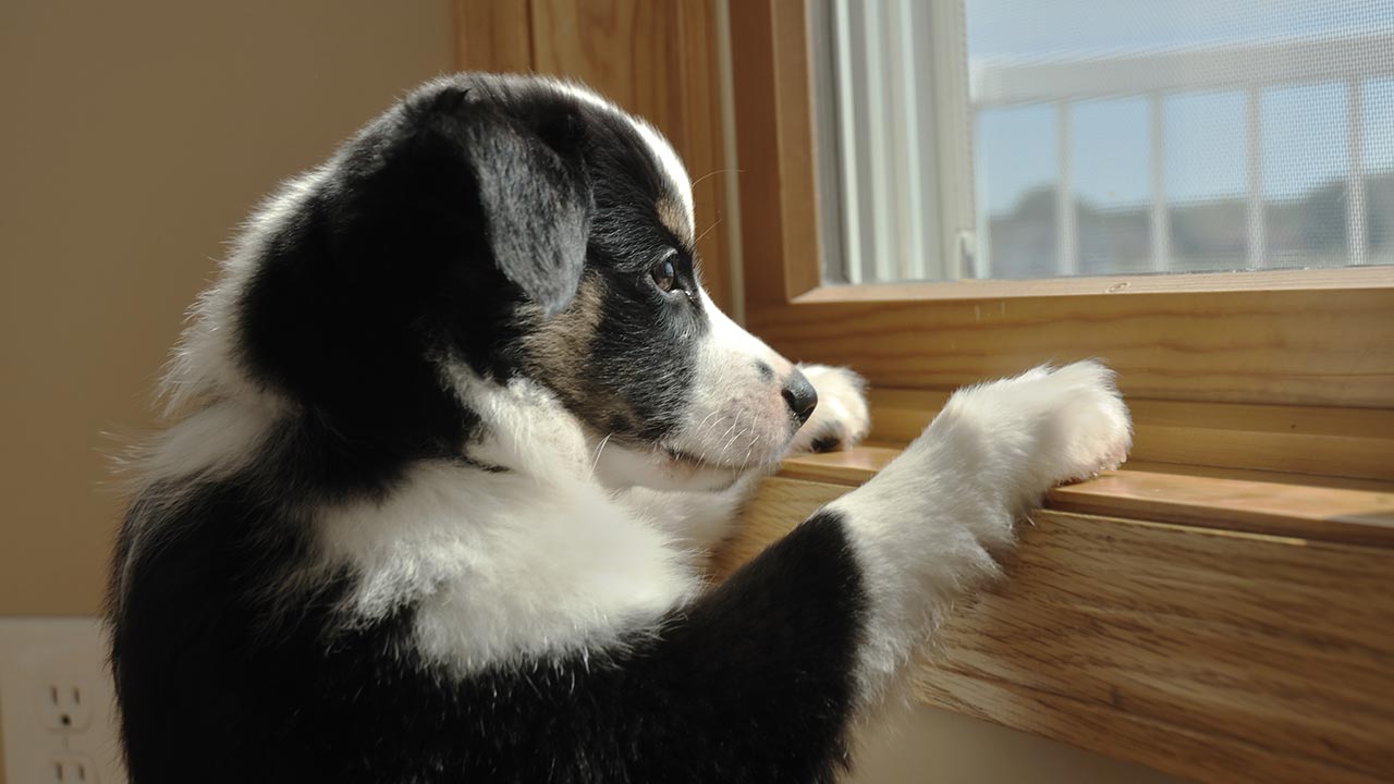 how-to-make-your-home-more-pet-friendly-window